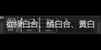 從綠白合、橘白合、黃白合，到黑白合、紅白合、藍(lán)白合的柯文哲