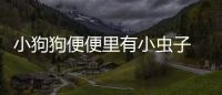 小狗狗便便里有小蟲子  小狗狗便便里有小蟲子怎么辦