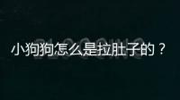 小狗狗怎么是拉肚子的？狗狗怎么拉肚子了