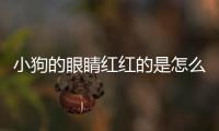 小狗的眼睛紅紅的是怎么回事(小狗的眼睛老是流淚是怎么回事)