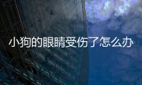 小狗的眼睛受傷了怎么辦？小狗的眼睛受傷了能自愈嗎