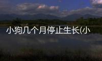 小狗幾個月停止生長(小狗幾個月不再生長)