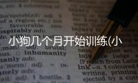 小狗幾個月開始訓練(小狗幾個月訓練大小便)