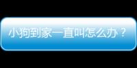 小狗到家一直叫怎么辦？小狗到家一直叫是什么原因