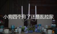 小狗四個月了還是亂拉尿,怎么治(四個月小狗抬腿尿)