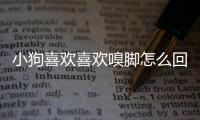 小狗喜歡喜歡嗅腳怎么回事？小狗喜歡聞腳丫