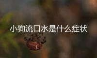 小狗流口水是什么癥狀