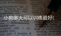 小狗多大可以訓(xùn)練最好(小狗多大開(kāi)始訓(xùn)練合適)