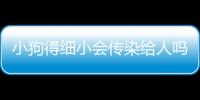 小狗得細小會傳染給人嗎(小狗得細小會傳染給成年狗嗎)