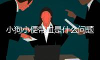 小狗小便帶血是什么問題(小狗小便處流膿怎么治療)