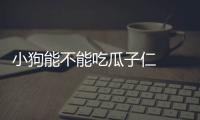 小狗能不能吃瓜子仁  小狗能不能吃瓜子皮