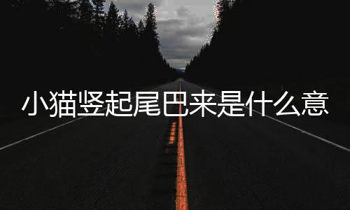 小貓豎起尾巴來是什么意思(小貓豎起尾巴弓著背在你旁邊)