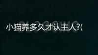 小貓養(yǎng)多久才認(rèn)主人?(小貓靠什么認(rèn)識主人)