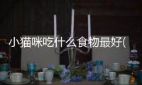 小貓咪吃什么食物最好(小貓咪吃什么東西好除了貓糧)