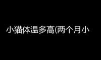 小貓體溫多高(兩個月小貓體溫多少度算正常)