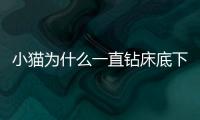 小貓為什么一直鉆床底下(小貓為什么喜歡鉆床底)