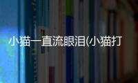 小貓一直流眼淚(小貓打噴嚏流眼淚)