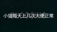 小貓每天上幾次大便正常？小貓每天拉幾次小便