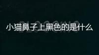 小貓鼻子上黑色的是什么(小貓鼻子堵塞該用什么方法解決)