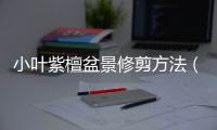 小葉紫檀盆景修剪方法（小葉紫檀盆景怎么修剪）