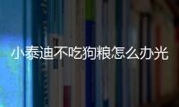 小泰迪不吃狗糧怎么辦光想吃飯(小泰迪不吃狗糧怎么辦)