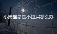 小奶貓總是不拉屎怎么辦呢？小奶貓不拉屎怎么回事