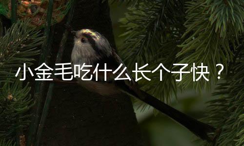 小金毛吃什么長(zhǎng)個(gè)子快？金毛吃什么長(zhǎng)個(gè)子最快