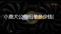 小鹿犬公母相差多少錢(小鹿狗配種多少錢一顆)