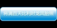 將滿百天比利時龍鳳胎熊貓寶寶等候取名