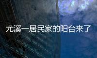 尤溪一居民家的陽臺來了一群特殊的“客人”