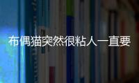 布偶貓突然很粘人一直要抱抱是為什么(布偶貓突然粘人預(yù)示什么)