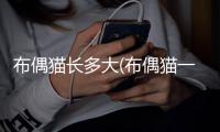 布偶貓長(zhǎng)多大(布偶貓一般多大發(fā)次情)