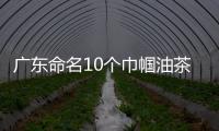 廣東命名10個巾幗油茶園 引導更多婦女投身油茶事業