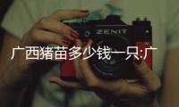 廣西豬苗多少錢一只:廣西豬苗子