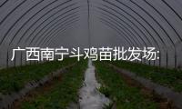 廣西南寧斗雞苗批發場:廣西南寧斗雞專賣店