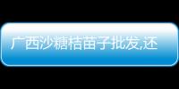 廣西沙糖桔苗子批發,還有電話號碼:廣西沙糖桔苗