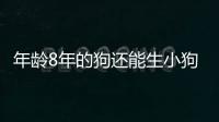 年齡8年的狗還能生小狗嗎(十幾年的狗還能生小狗嗎)