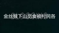 金絲猴下山覓食被村民各種投喂 業局回應：不要靠近 小心傷人