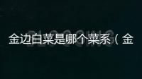 金邊白菜是哪個菜系（金邊白菜是哪個地方的菜）
