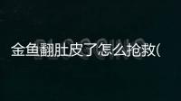 金魚(yú)翻肚皮了怎么搶救(金魚(yú)吃飽了就翻肚皮)