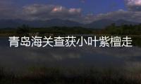 青島海關查獲小葉紫檀走私 案值22億元