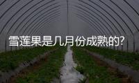 雪蓮果是幾月份成熟的?（雪蓮果是什么時候的成熟季節）