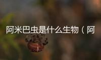 阿米巴蟲是什么生物（阿米巴蟲）