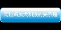 阿拉斯加犬和狼的關(guān)系是什么？阿拉斯加與狼的區(qū)別