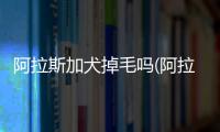 阿拉斯加犬掉毛嗎(阿拉斯加犬容易掉毛嗎)