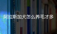 阿拉斯加犬怎么養毛才多一點？阿拉斯加怎么養毛發好看