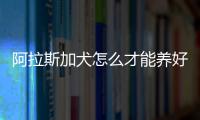 阿拉斯加犬怎么才能養好呢？阿拉斯加犬要怎么養