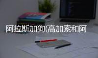 阿拉斯加狗(高加索和阿拉斯加串的狗)