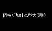 阿拉斯加什么型犬(阿拉斯加有什么版型)