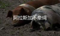 阿拉斯加不牽繩